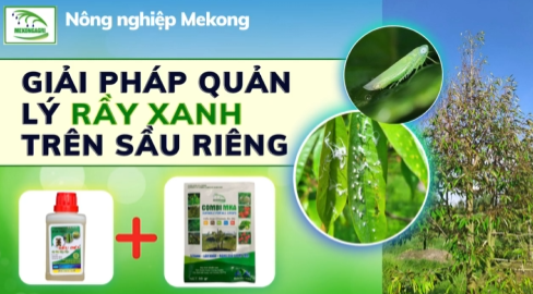 Cách quản lý rầy và làm xanh dầy đọt non trên sầu riêng – sản phẩm siêu diệt rầy rệp và combi MKA