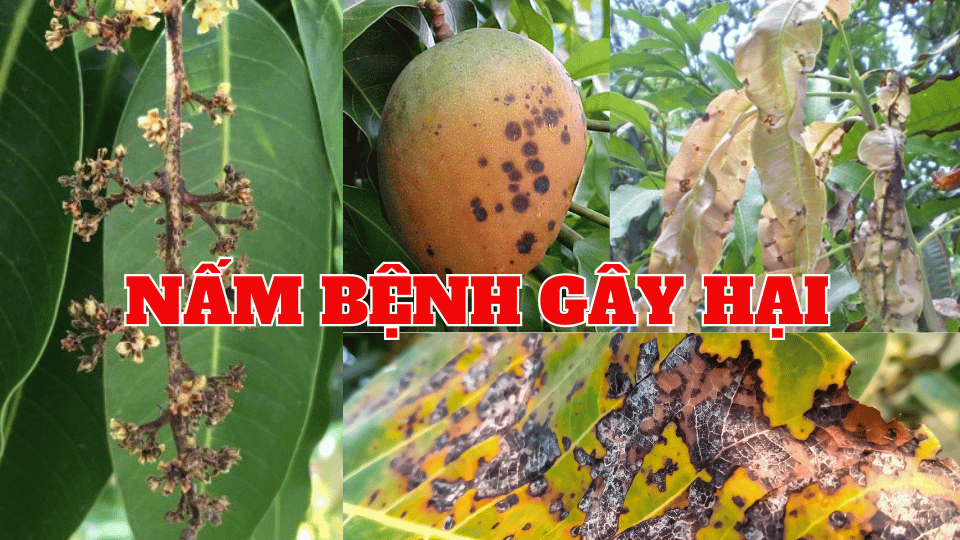 nấm bệnh gây hại