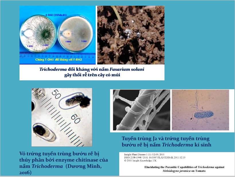 nấm trichoderma đối kháng nấm bệnh và tuyến trùng 