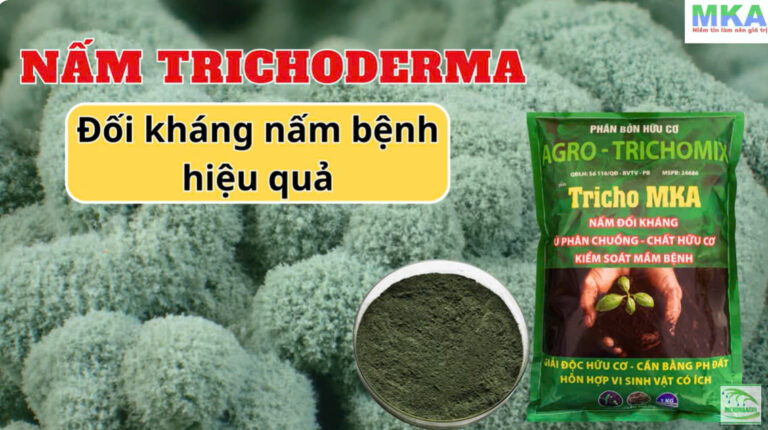 NẤM TRICHODERMA VÀ CƠ CHẾ ĐỐI KHÁNG TIÊU DIỆT NẤM BỆNH