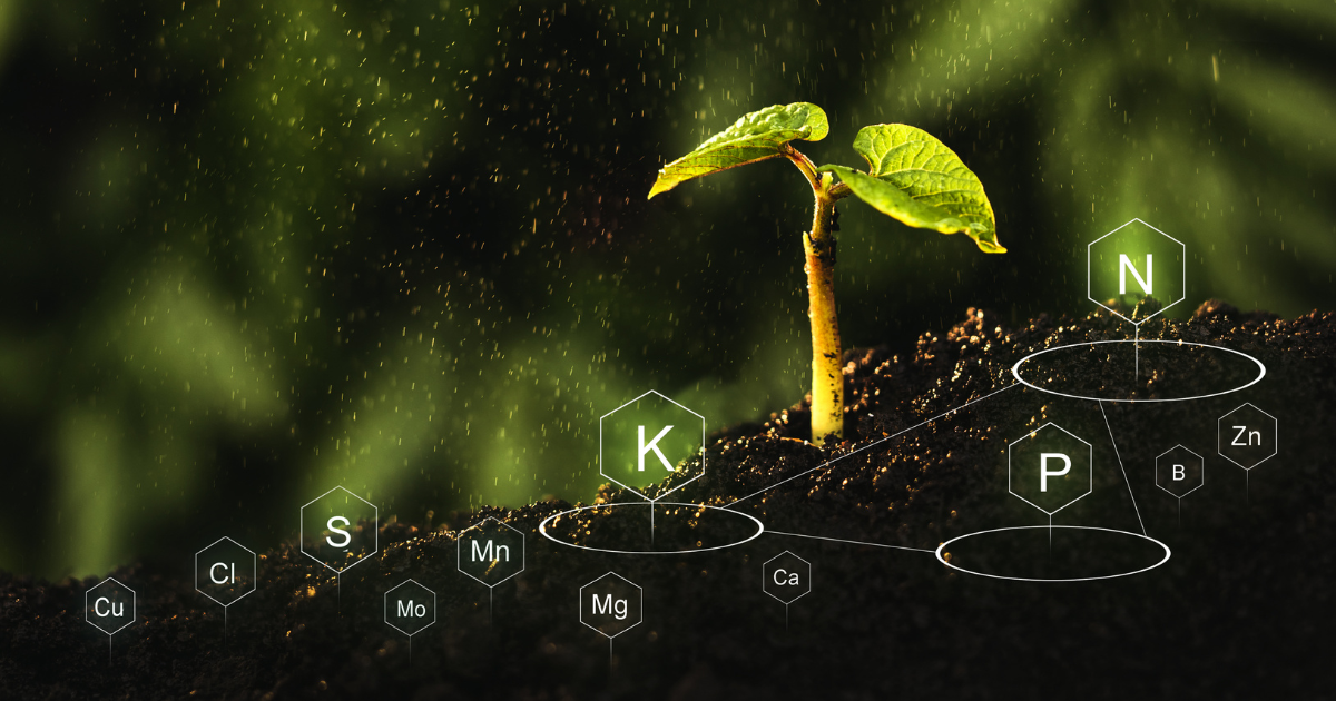 VÌ SAO CẦY SẦU RIÊNG CẦN NHIỀU LÂN, KALI VÀ HẠN CHẾ ĐẠM TRONG GIAI ĐOẠN CHẶN ĐỌT – TẠO MẦM HOA ? | CÔNG TY TNHH GIẢI PHÁP NÔNG NGHIỆP MKA (Mekongagri)